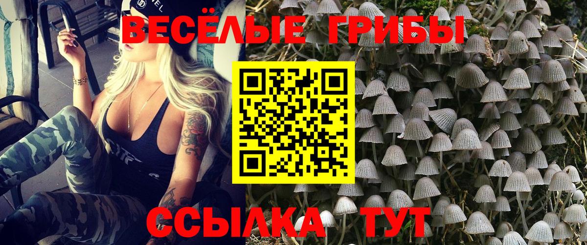 Псилоцибиновые грибы Psilocybe Дербент
